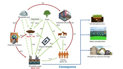 微藻廢水除磷的反應機理與生物質磷應用研究綜述